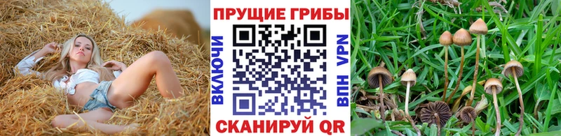 как найти   МЕГА ссылка  Псилоцибиновые грибы прущие грибы  Черкесск 